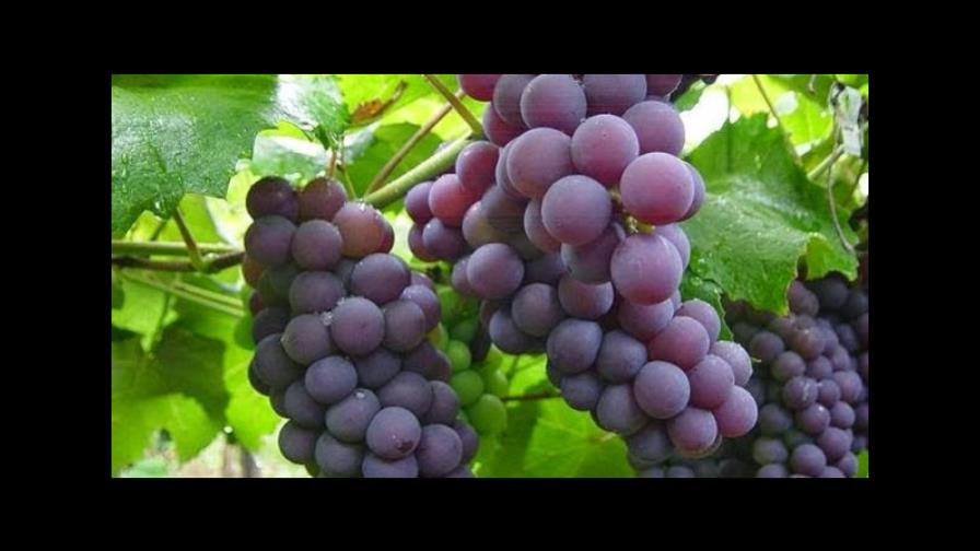 Resaltan condiciones para incrementar el cultivo de la uva en Neyba