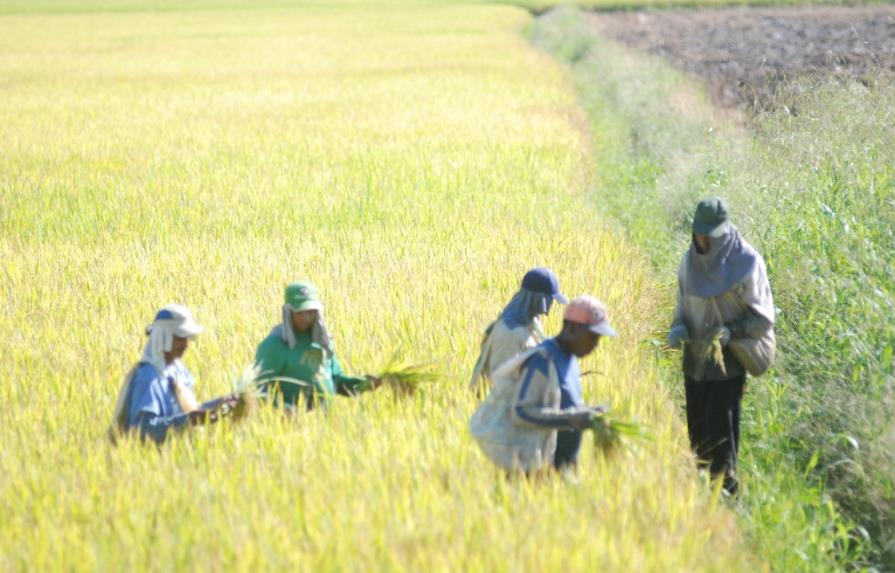 Cosecheros arroz del Cibao Central terminarán segunda cosecha