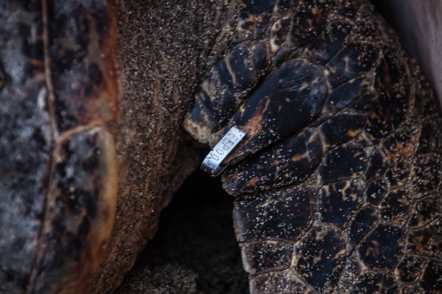 Una de las placas colocadas en un aleta de la tortuga.
