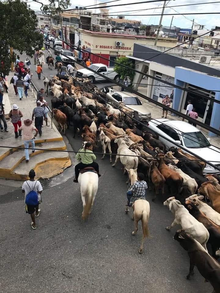 Toros caminan hacia la virgen de la Altagracia