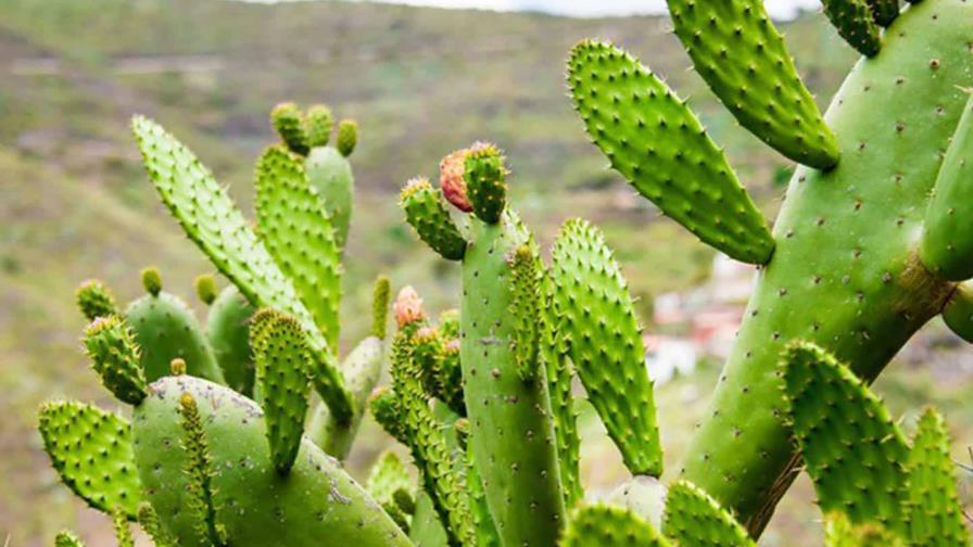 La historia de la utilización de las plantas para curar