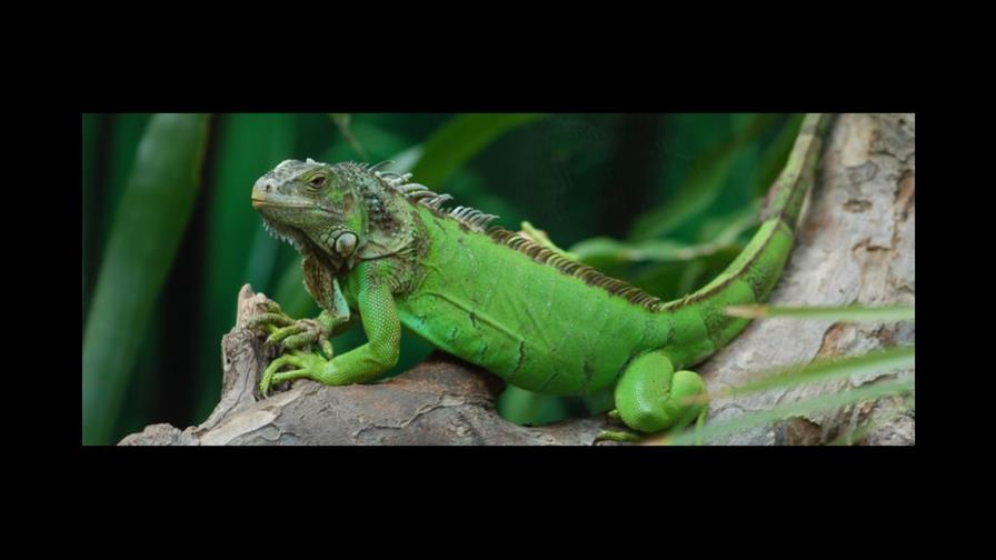 Islas Caimán comienza a exportar carne de iguana verde a Estados Unidos