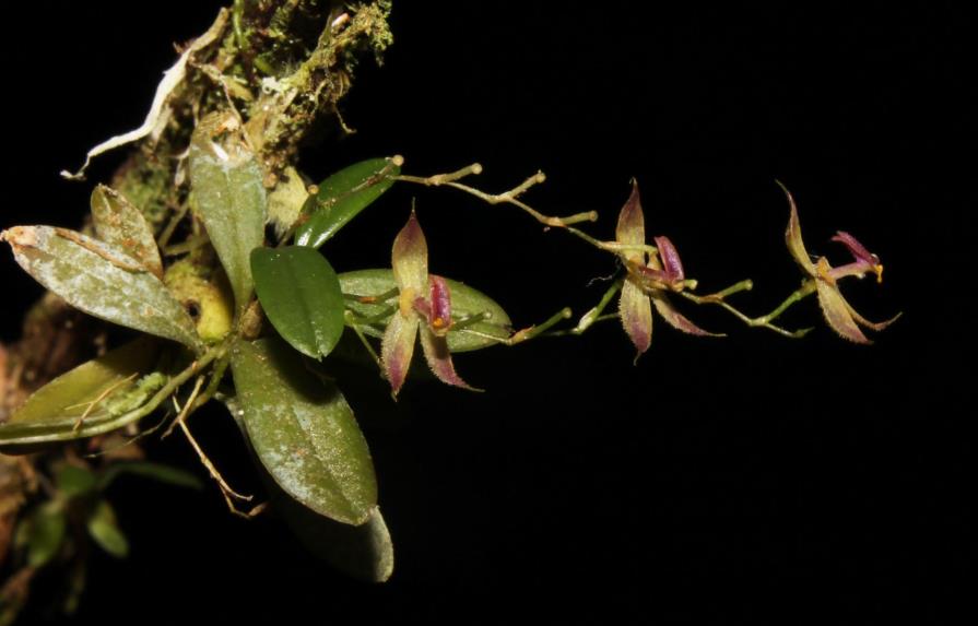 Perú anuncia el descubrimiento de nueva orquídea en la selva central del país