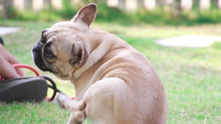 El perro se rasca siempre las orejas El perro se rasca siempre las orejas