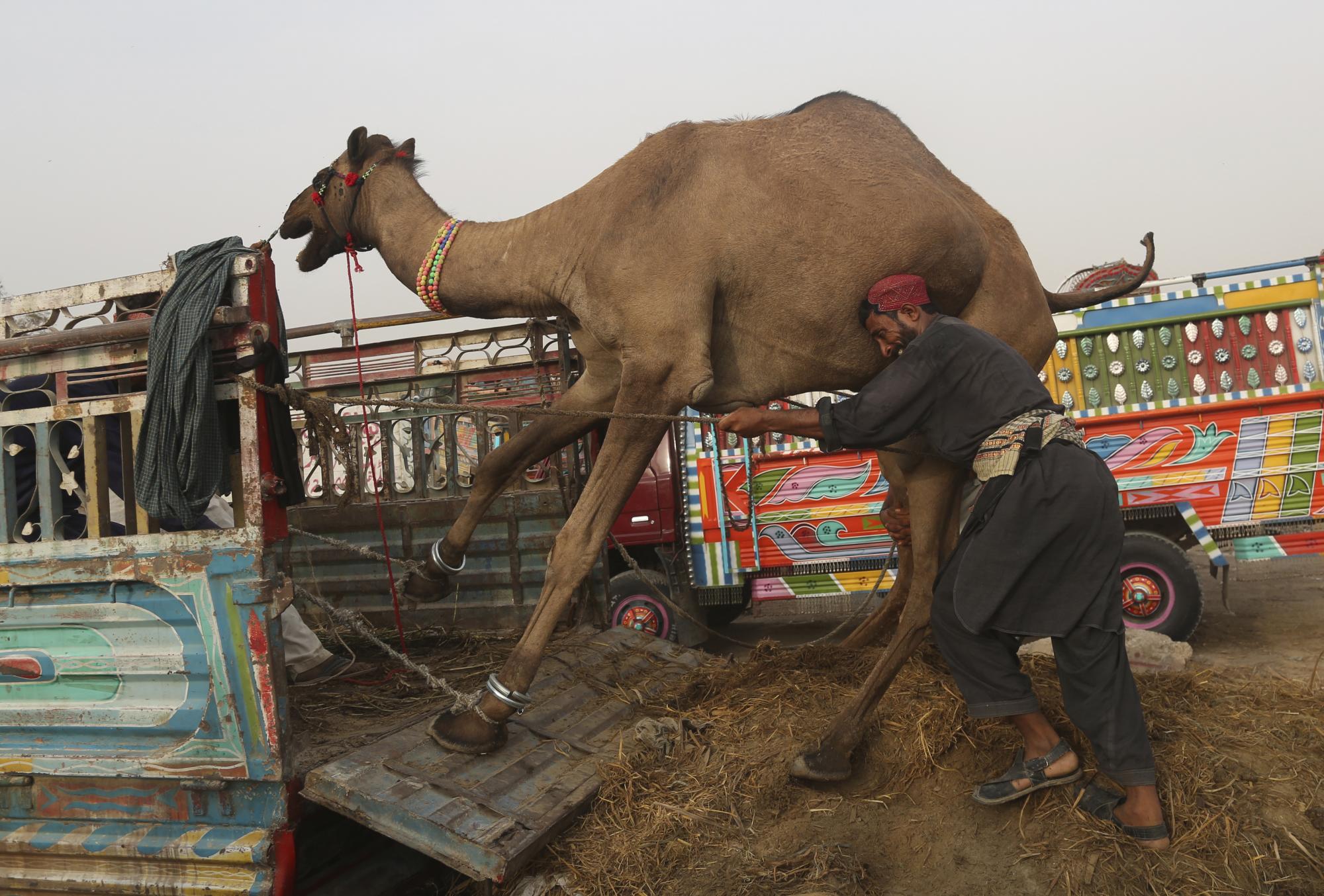 Las diferencias entre el hombre y el camello 