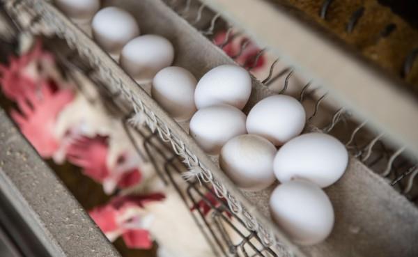 Advierten mercado dominicano se afectará por supuesta importación masiva de gallinas ponedoras