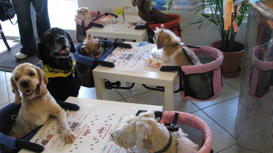 Crean un nuevo concepto de restaurante para personas y mascotas