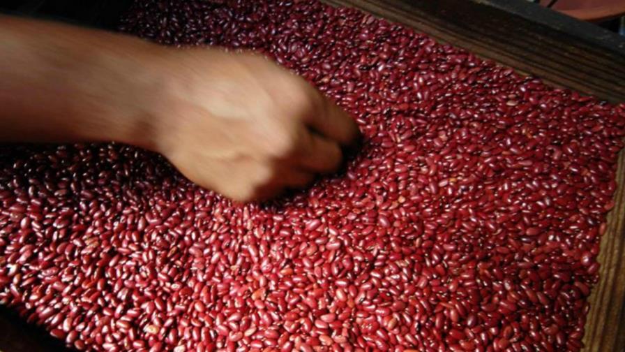 Costa Rica importará 5,146 toneladas de habichuela por desabastecimiento