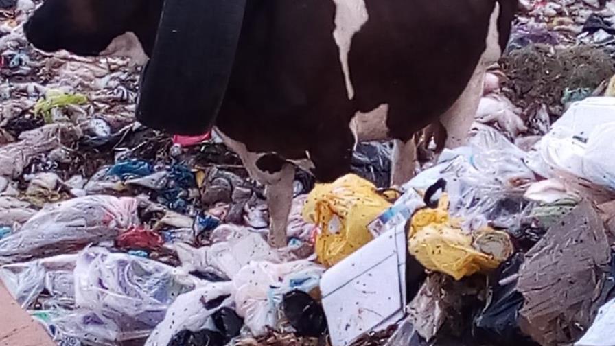República Dominicana necesita una ley de manejo de residuos sólidos República Dominicana necesita una ley de manejo de residuos sólidos