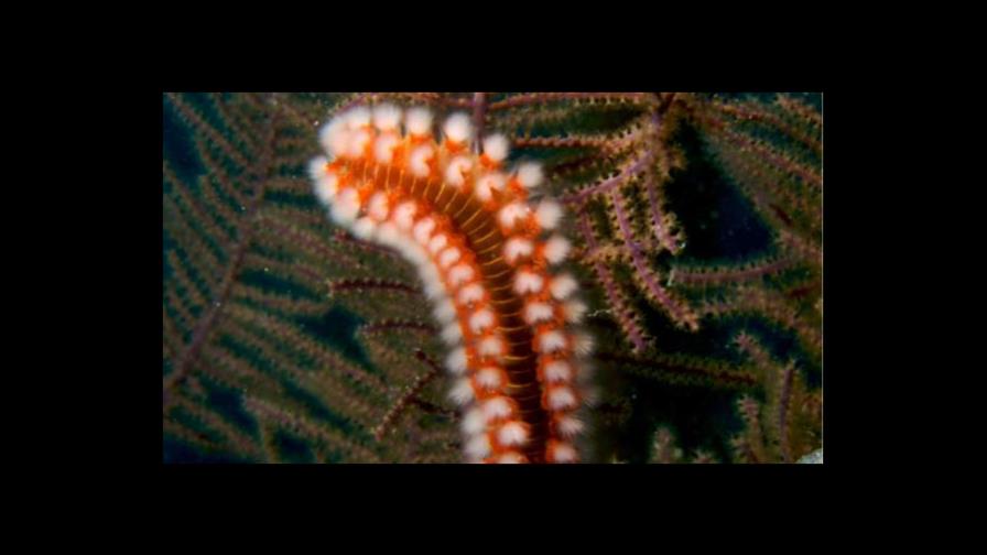 Una enzima hace brillar con luz propia a los gusanos de fuego de Bermudas