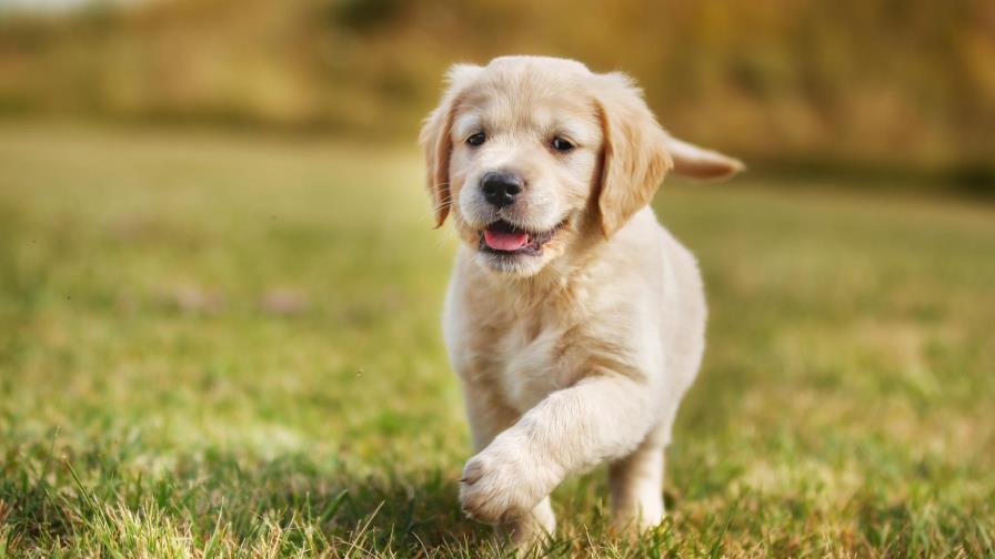 Tengo niños pequeños: ¿cuál perro me conviene?