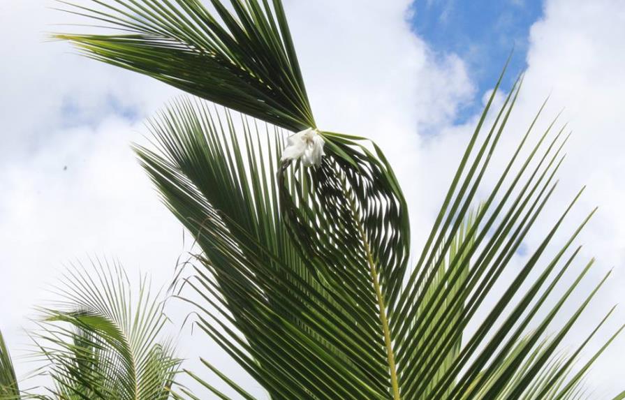 Productor pide explicación científica sobre “misterio” en su finca de cocos