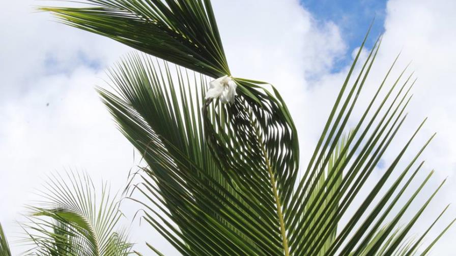 Productor pide explicación científica sobre “misterio” en su finca de cocos Productor pide explicación científica sobre “misterio” en su finca de cocos