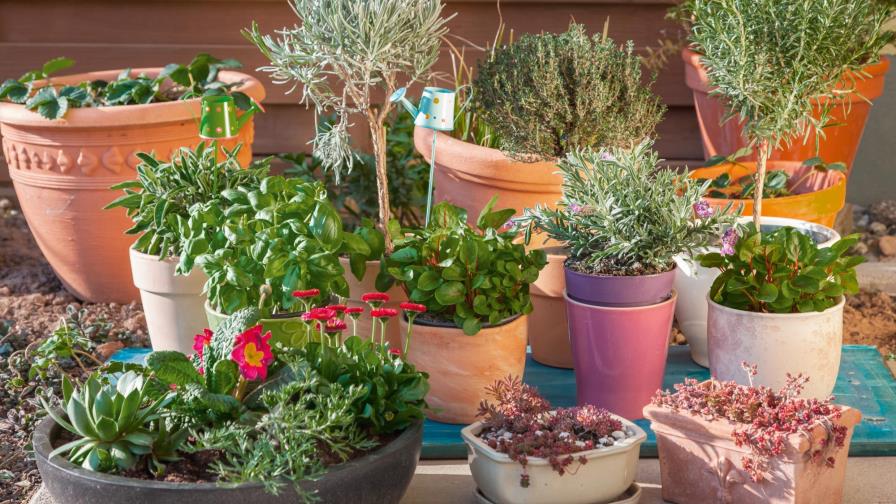 Plantas aromáticas para sembrar en casa