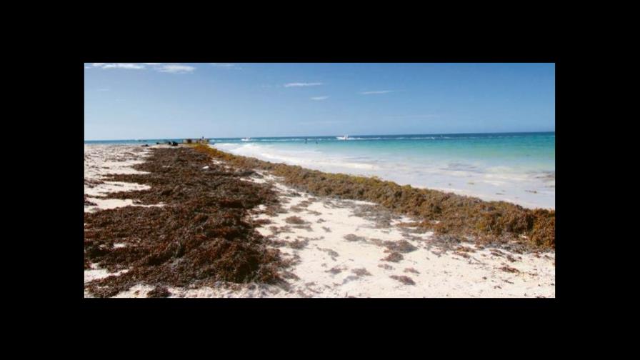 Sargazo, mejor que sargassum Sargazo, mejor que sargassum