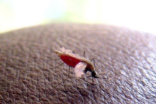 Malaria grave: identifican un nuevo fenotipo clínico