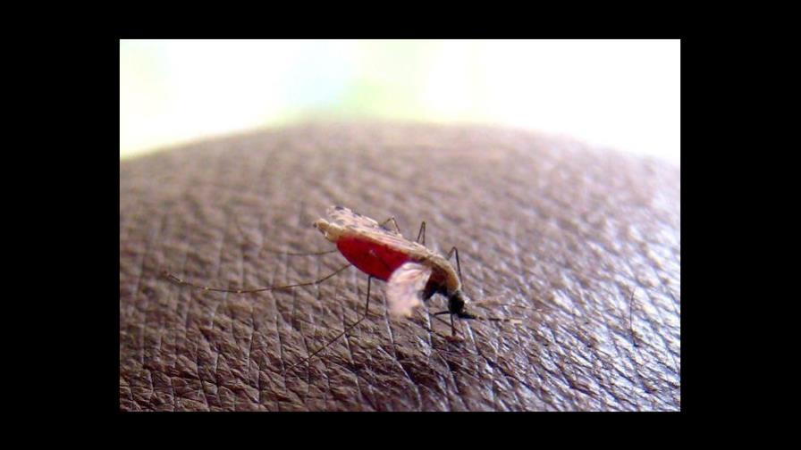 Malaria grave: identifican un nuevo fenotipo clínico