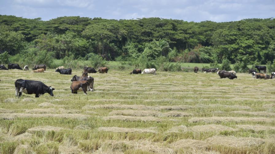 Sequía les causa estragos a productores del Noroeste del país