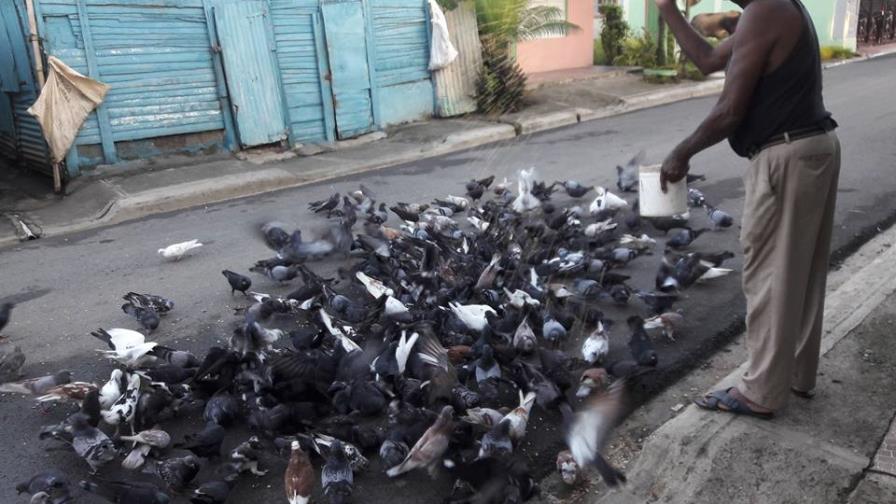 Don Blas, un criador de  palomas en Hato Mayor