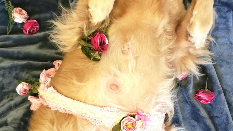 Stella  y Lucca, los encantadores perros protagonistas de “La camada del amor” 