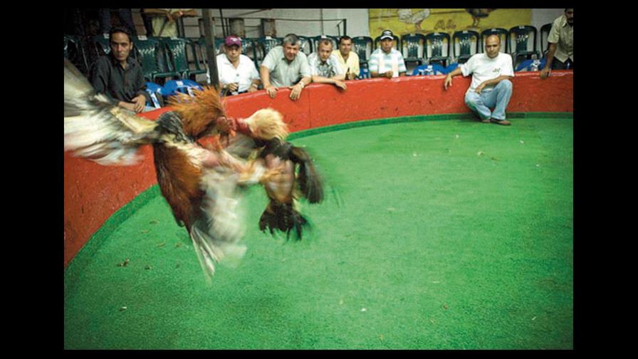 Dueños de galleras califican de abusivos aumentos de impuestos a ese sector Dueños de galleras califican de abusivos aumentos de impuestos a ese sector