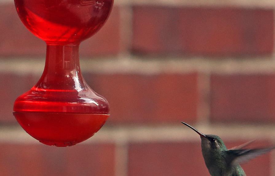 El colibrí, un ave amenazada y convertida en amuleto en nombre del amor