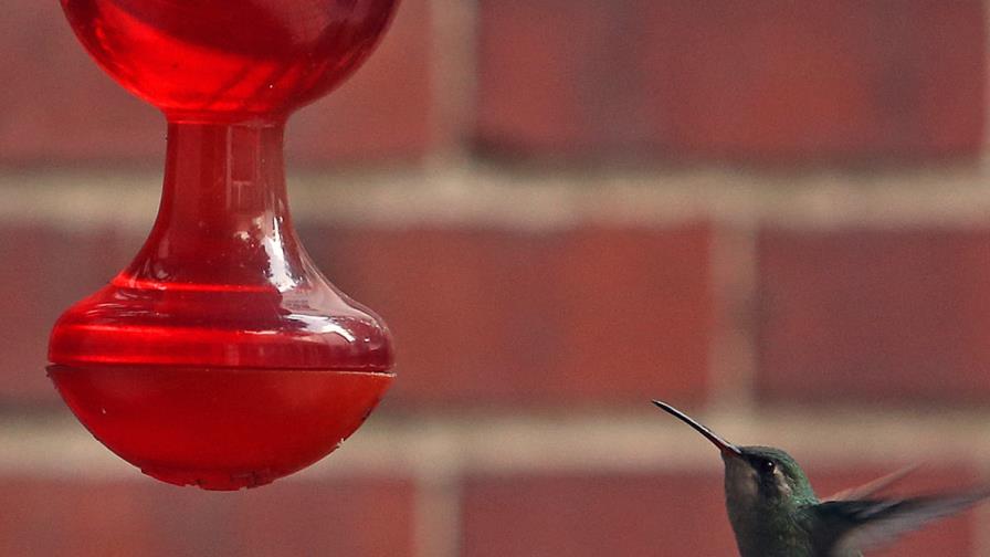 El colibrí, un ave amenazada y convertida en amuleto en nombre del amor