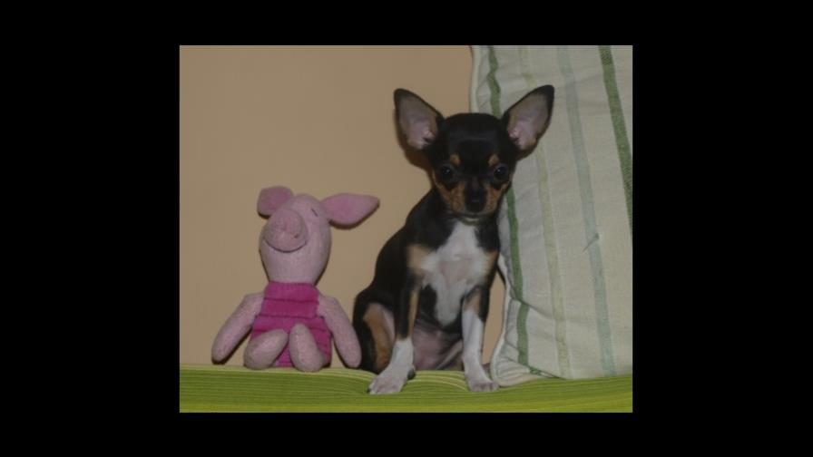 Se aburre con los juguetes