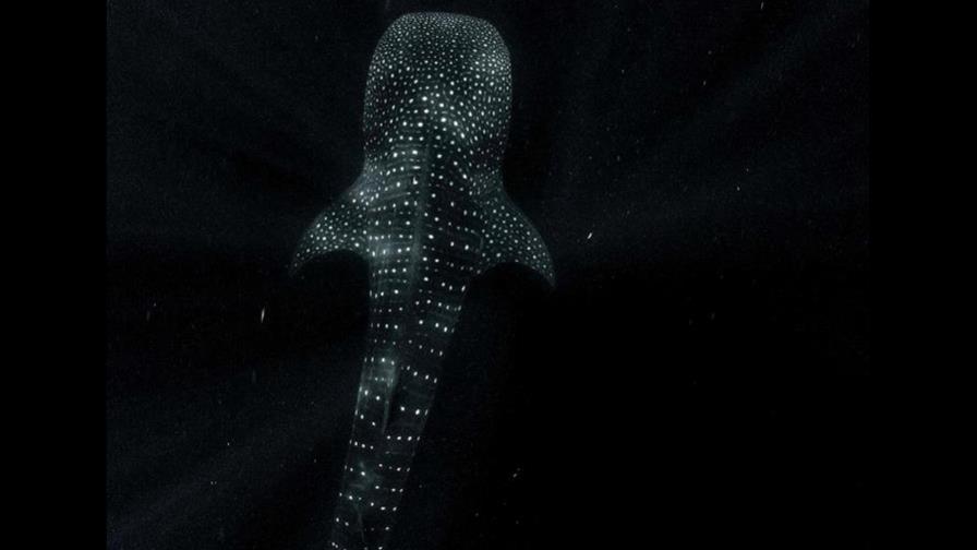 Tiburón ballena de Baja California, del maltrato a ejemplo de conservación