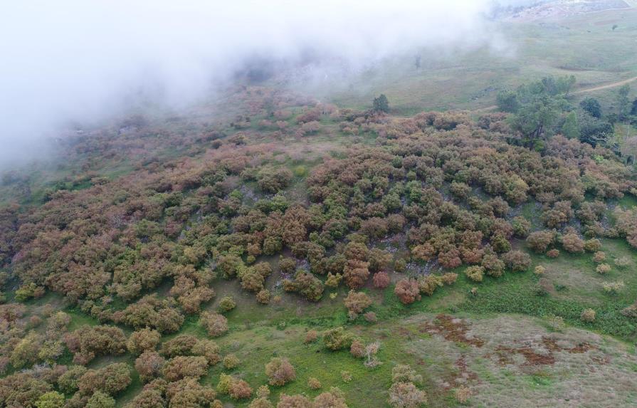 Cuestionan uso de aguacates para reforestar en la Sierra; Gobierno apoya producción