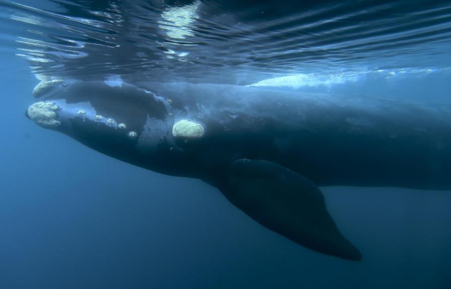 Descartan plan de santuario de ballenas en el Atlántico