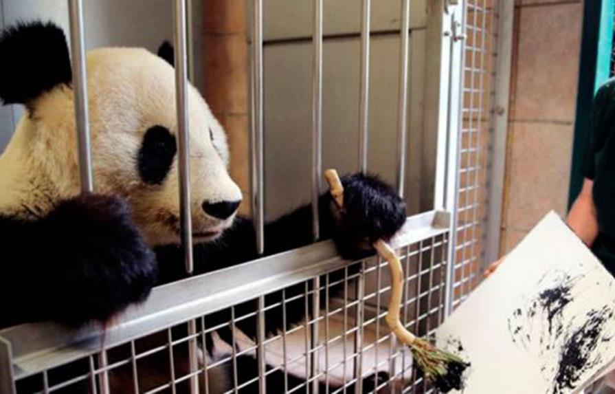 Yang Yang, la osa panda que crea obras de arte en el zoo de Viena