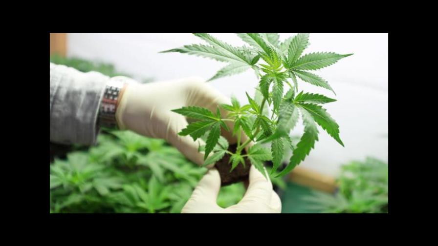 Marihuana: su uso medicinal y legalización