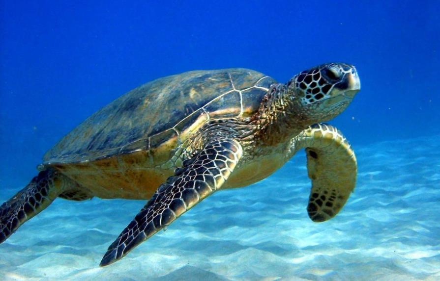 Población de tortugas marinas puede bajar por cambio climático