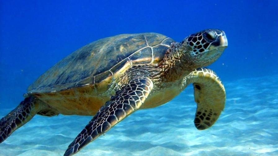 Población de tortugas marinas puede bajar por cambio climático