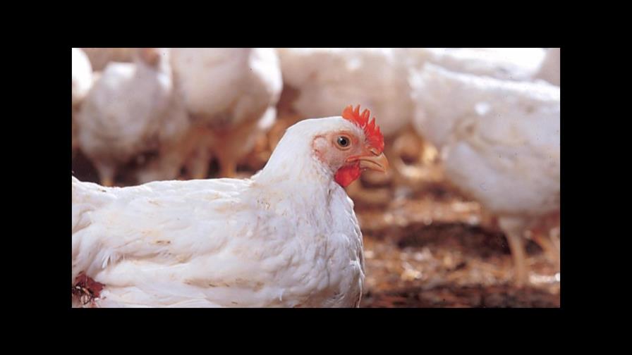 Importaciones de huevos afectan productores de pollos del Cibao Importaciones de huevos afectan productores de pollos del Cibao