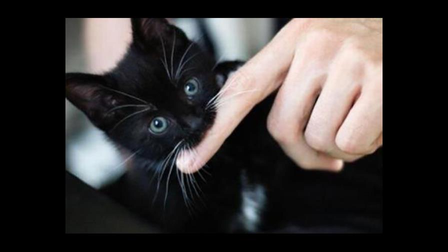 El gato juega duro... El gato juega duro...