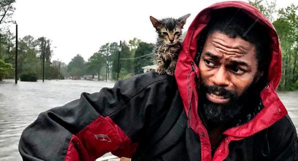 Rescatan a “Sobreviviente”, un gatito afectado por Florence