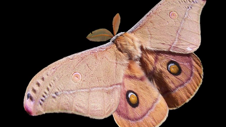 Vea como una mariposa nocturna bebe las lágrimas de un ave