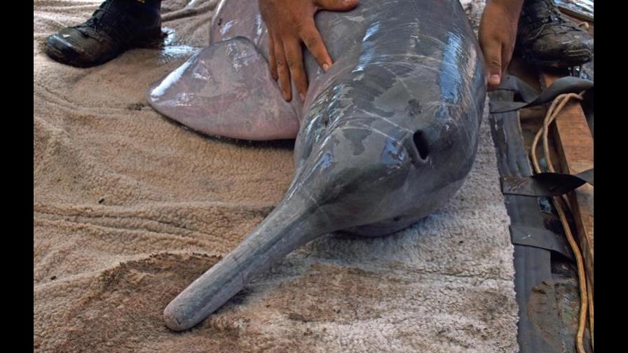 Científicos rastrearán recorrido de delfines rosados de la Amazonía peruana