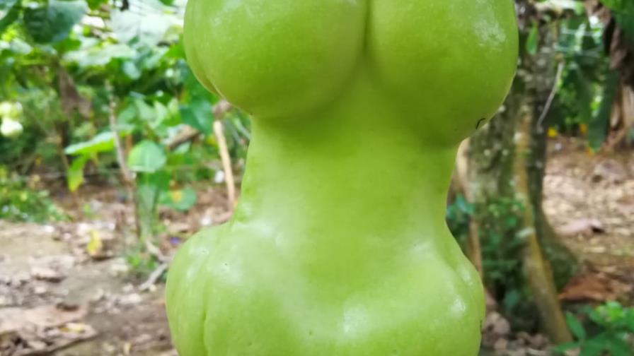 El porqué de “la cinturita” del granadillo El porqué de “la cinturita” del granadillo