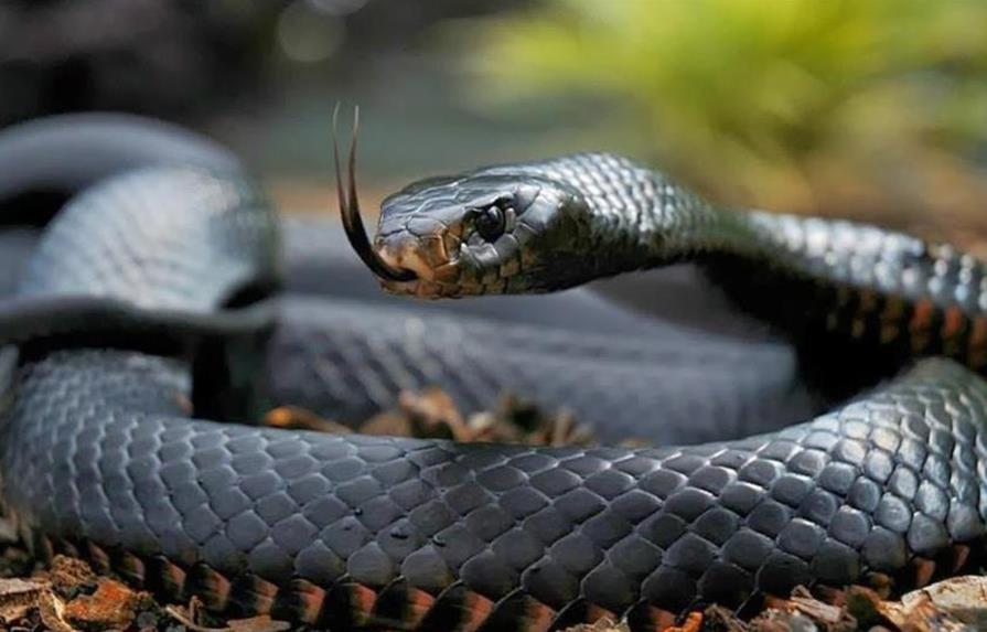 Descubren un nuevo antídoto para el veneno de la serpiente mamba negra