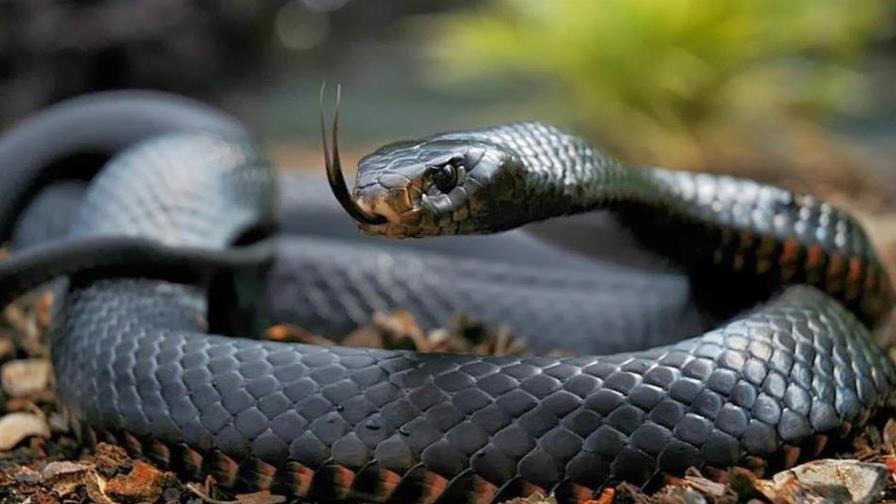 Descubren un nuevo antídoto para el veneno de la serpiente mamba negra