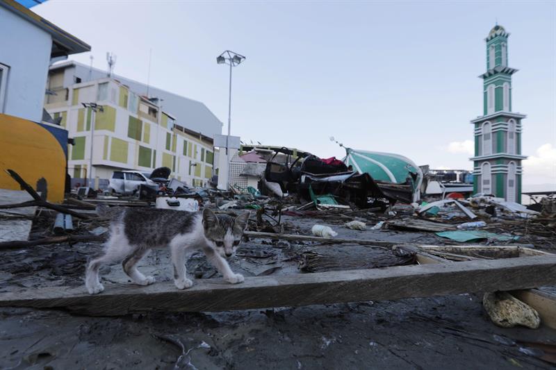 La asistencia sigue colapsada en Célebes tras tsunami que causó 1,200 muertos