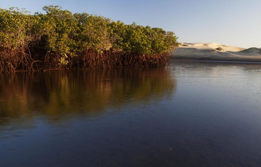 Carbono azul, el arma de los ecosistemas costeros contra el cambio climático
