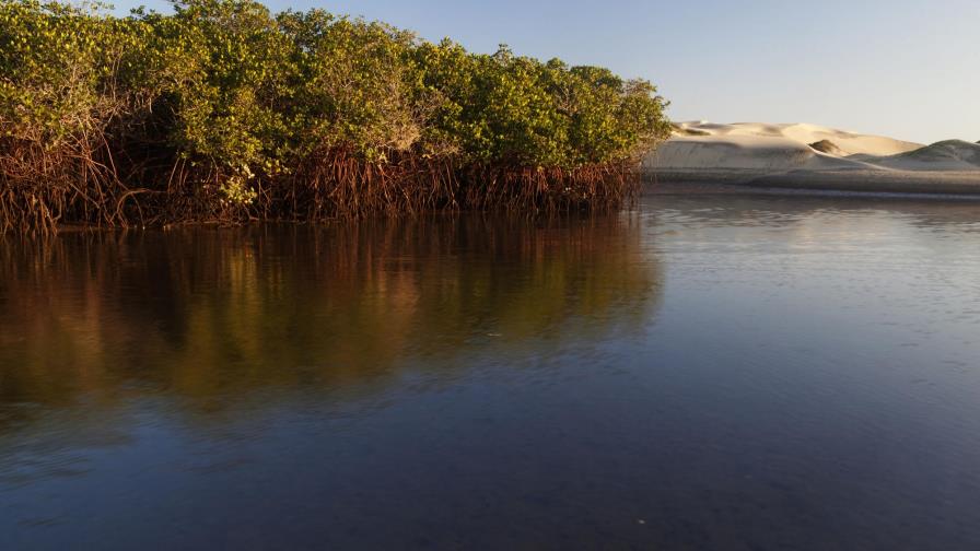 Carbono azul, el arma de los ecosistemas costeros contra el cambio climático