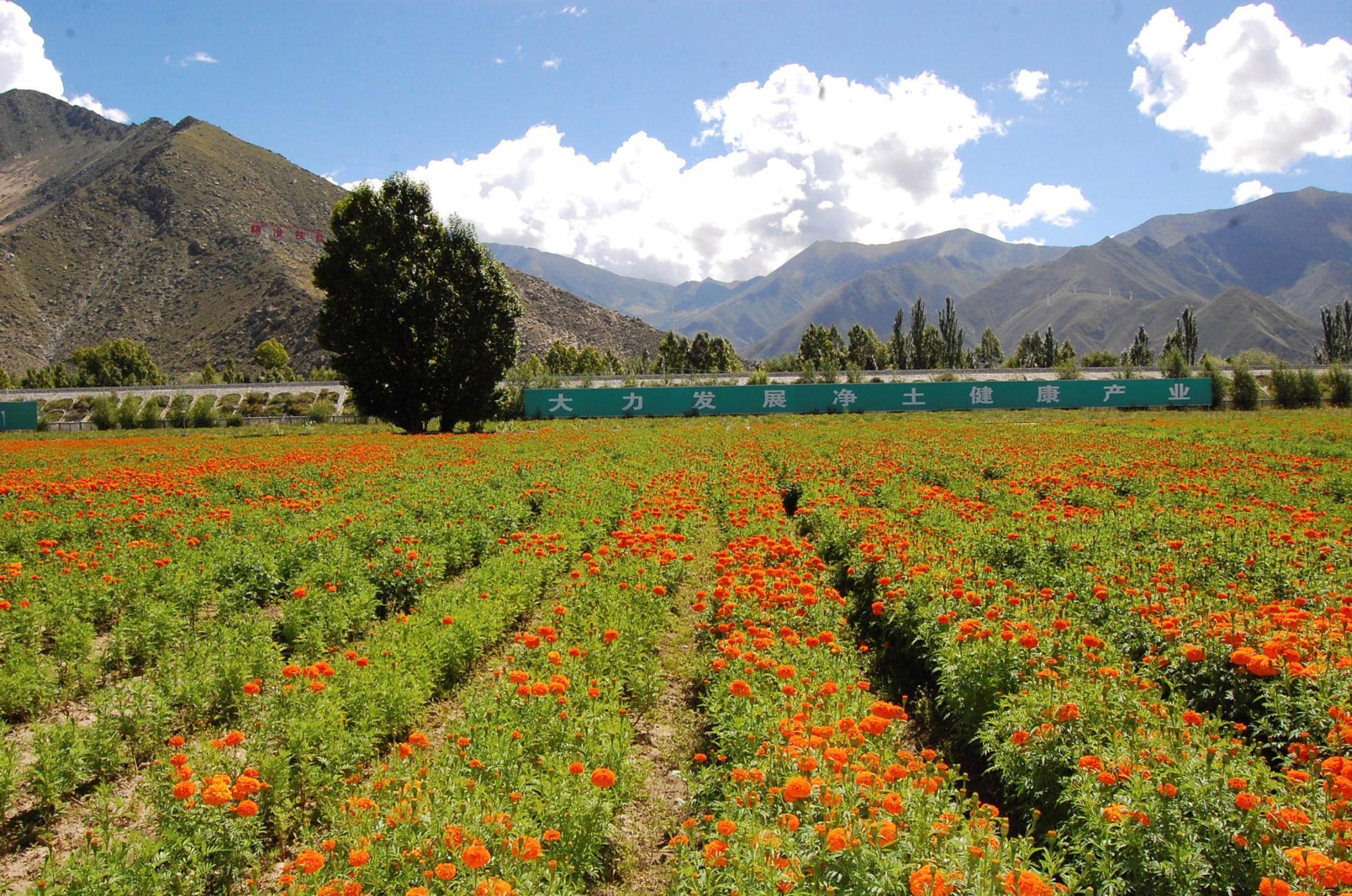 Cultivo de flores en el Tíbet 