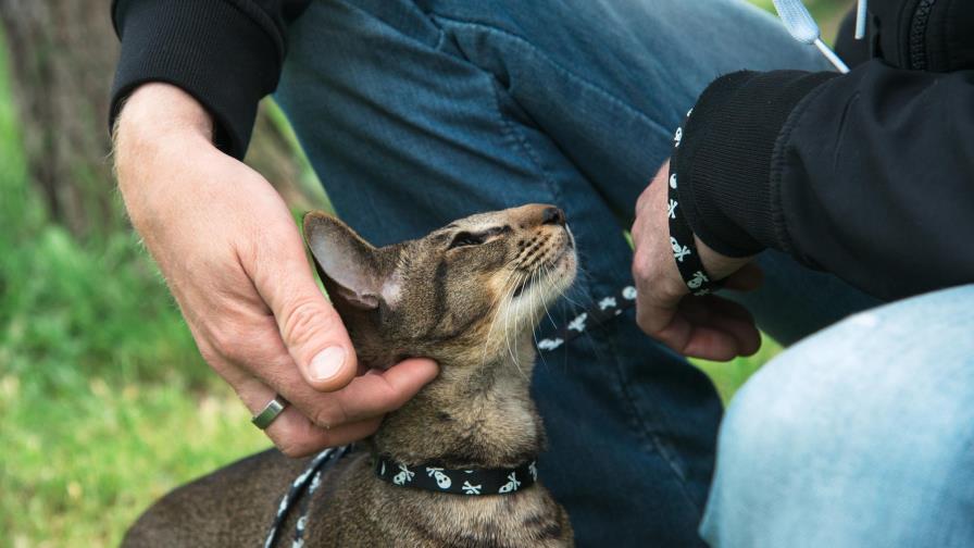 Necesidades de las mascotas