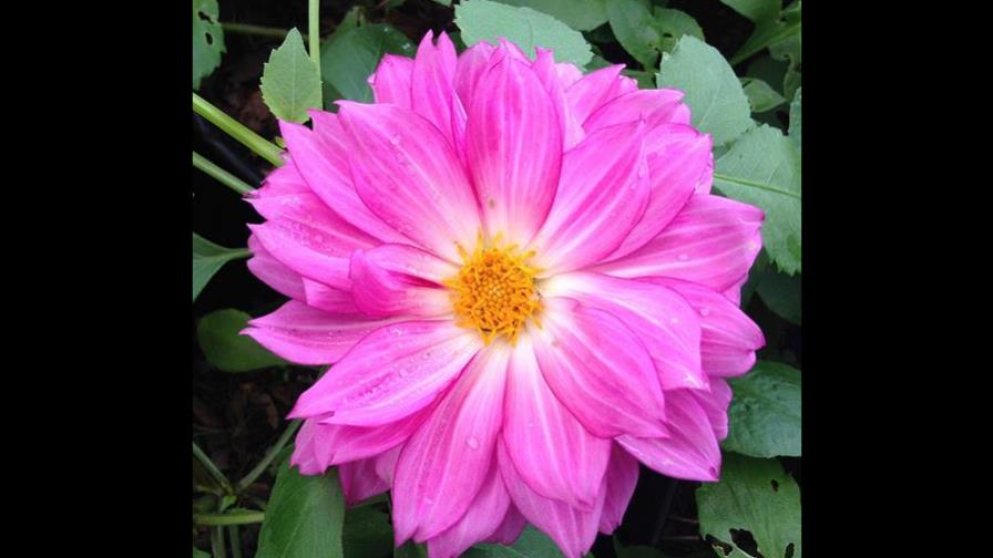 La dalia, símbolo de la floricultura mexicana que combate la diabetes