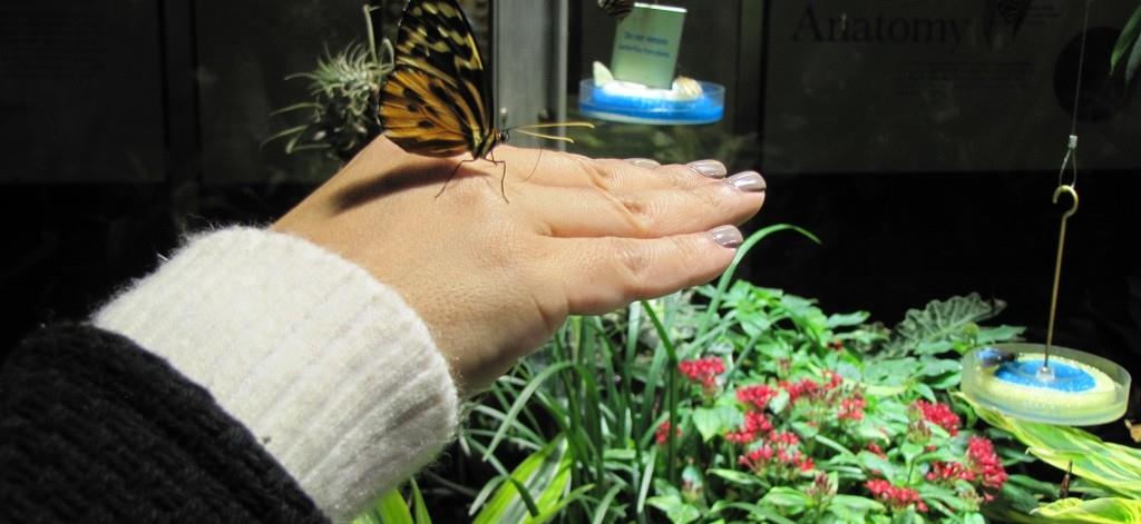 Cientos de mariposas tropicales pasan el invierno en un museo de Nueva York